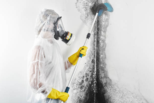 Best Mold Removal for HVAC Installations  in Harlem Heights, FL